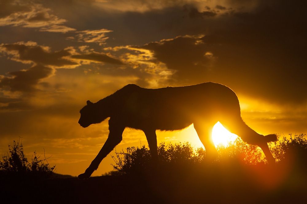 Namibia Cheetah silhouette at sunset art print by Jaynes Gallery for $57.95 CAD